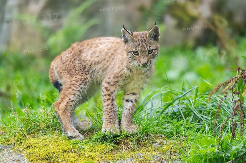 Eurasian lynx (Lynx lynx) youngster on a meadow, Bavaria, Germany