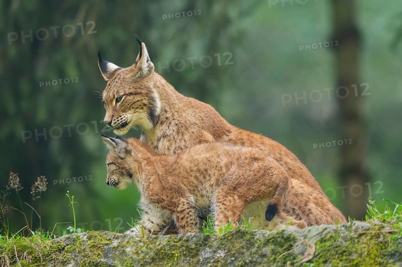 Eurasian lynx (Lynx lynx) mother with her youngster, Austria