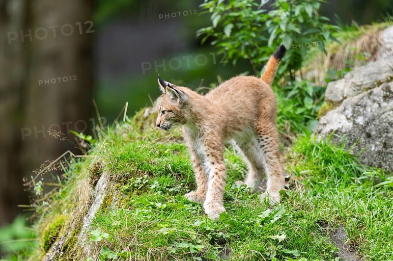 Eurasian lynx (Lynx lynx) youngster on a rock, Austria