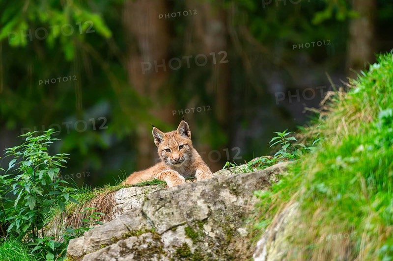 Eurasian lynx (Lynx lynx) youngster on a rock, Austria