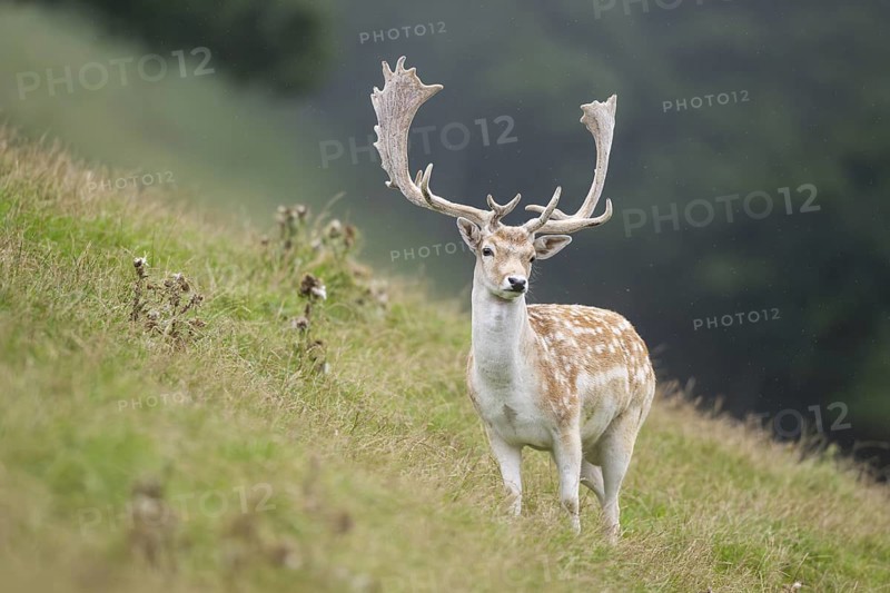 European fallow deer (Dama dama) stag on a meadow, tirol, Kitzbühel, Wildpark Aurach, Austria