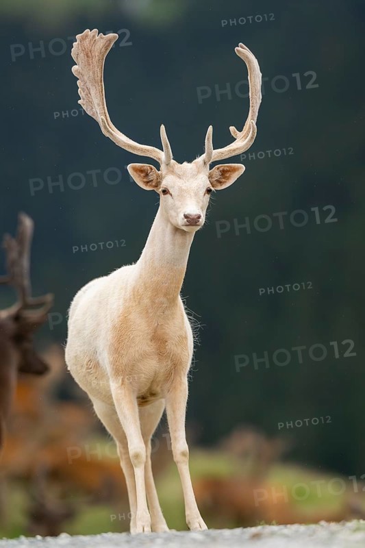European fallow deer (Dama dama) stag, tirol, Kitzbühel, Wildpark Aurach, Austria