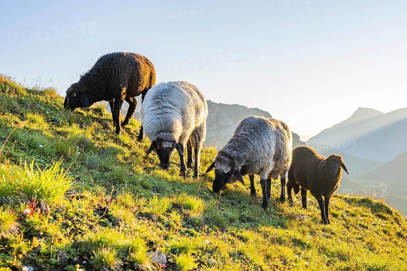 Domestic sheep (Ovis orientalis aries) at sunrise in the Mountains at Hochalpenstraße, Pinzgau, Salzburg, Austria
