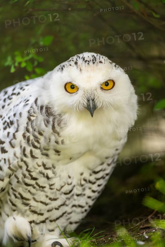 Snowy owl (Bubo scandiacus) sitting on the ground, Bavaria, Germany