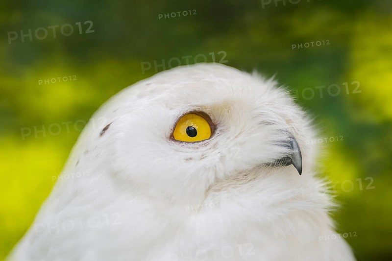 Snowy owl (Bubo scandiacus), portrait, Bavaria, Germany