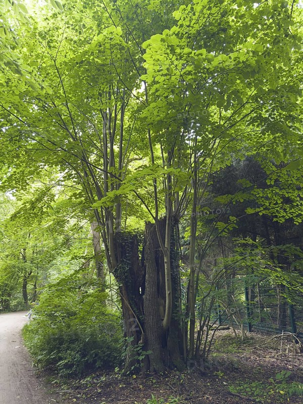 Many shoots come from a sawn-off deciduous tree