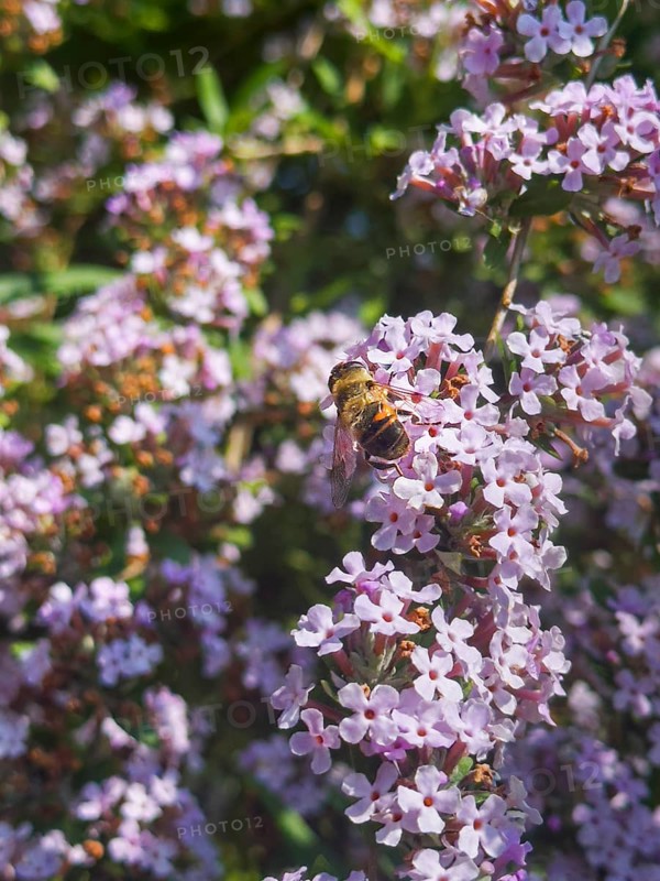 Narrow-leaved summer lilac, narrow-leaved butterfly bush (Buddleja alternifolia), drone sitting on flower