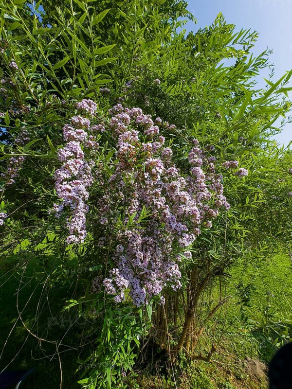 Narrow-leaved summer lilac, narrow-leaved butterfly bush (Buddleja alternifolia)