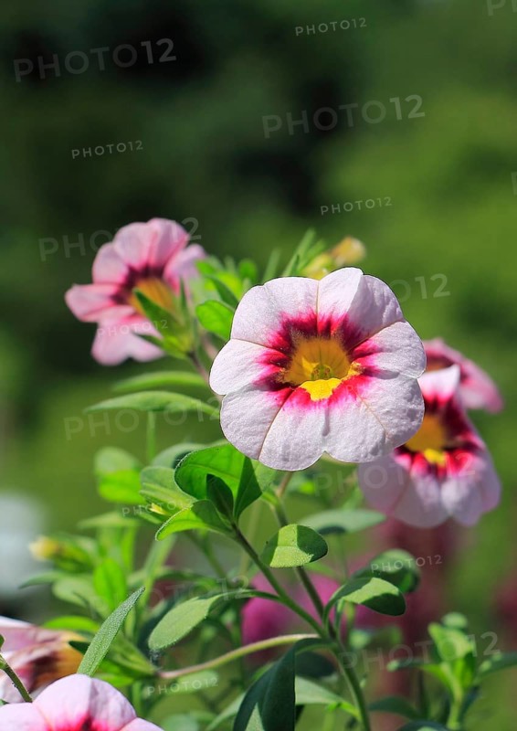 Blooming magic bells (Calibrachoa), in the countryside, North Rhine-Westphalia, Germany