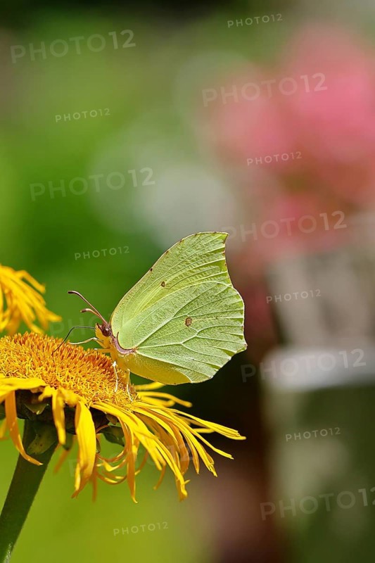 Lemon butterfly (Gonepteryx rhamny) on a yellow flower of a Great Telekie (Telekia speciosa), close-up, Wilnsdorf, North Rhine-Westphalia, Germany