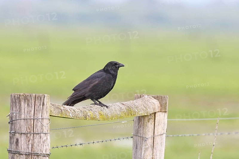 Raven crow (Corvus corone), sitting on a pasture gate, Ochsenmoor, Dümmer See, Hüde, Lower Saxony, Germany