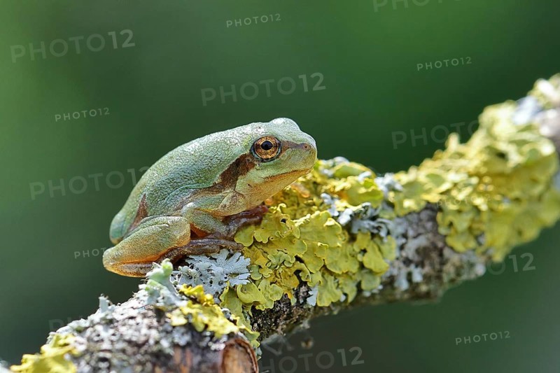 European tree frog (Hyla arborea) sitting on a lichen-covered branch in its natural environment, close-up, Lake Neusiedl National Park, Burgenland, Austria