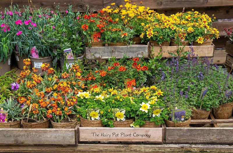 Flowering plants in coir pots by the Hairy Pot Plant Company, Wiltshire, England, UK on sale at a garden centre