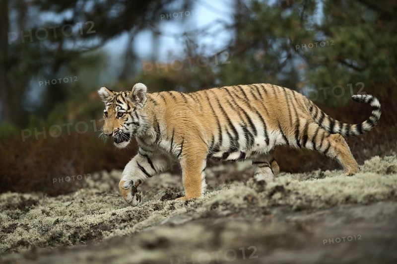 Impressive... Royal Bengal tiger (Panthera tigris tigris) or Indian tiger, still quite young animal, big cat with impressive huge paws and beautiful fur pattern runs across a clearing in the forest