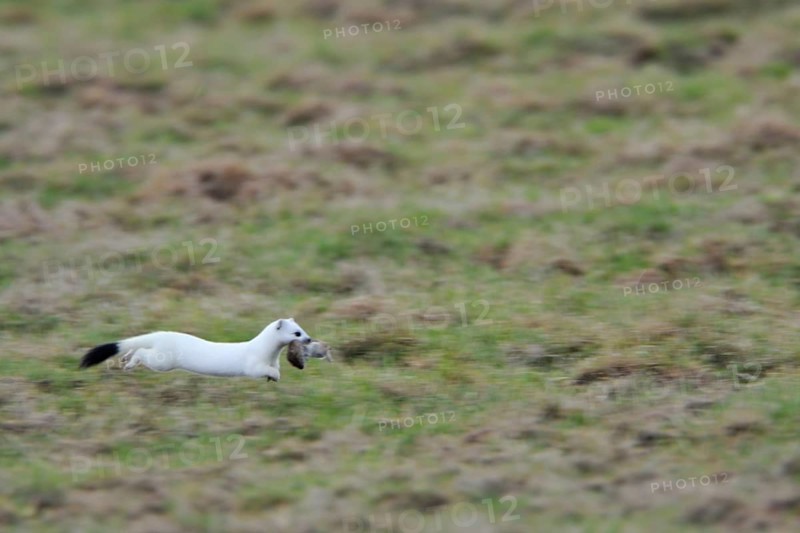 Nimble mouser... Ermine (Mustela erminea) in white winter fur, has caught a mouse, runs, jumps at a fast pace across a meadow, dynamic shot, nimble animal, Lower Rhine, North Rhine-Westphalia, Germany, Western Europe