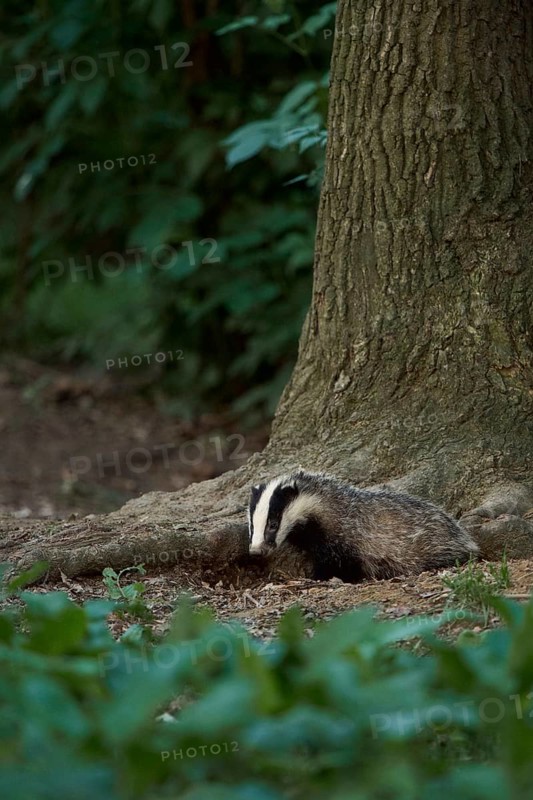 Young badger leaving the badger cove... European badger (Meles meles) in natural environment in the forest, forest edge, nature at the Lower Rhine, North Rhine-Westphalia, Germany, Western Europe