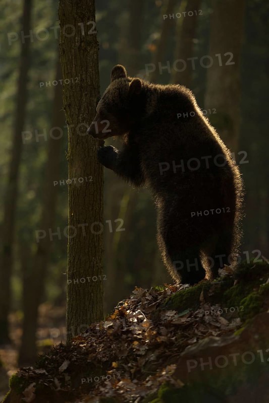 On two legs... European brown bear (Ursus arctos) standing upright on its hind paws, hiding behind a tree, looking, backlit shot in a dark forest, mysterious, almost fairytale-like atmosphere in the picture, atmospheric fringe of light in the fur due to backlighting, Western Europe
