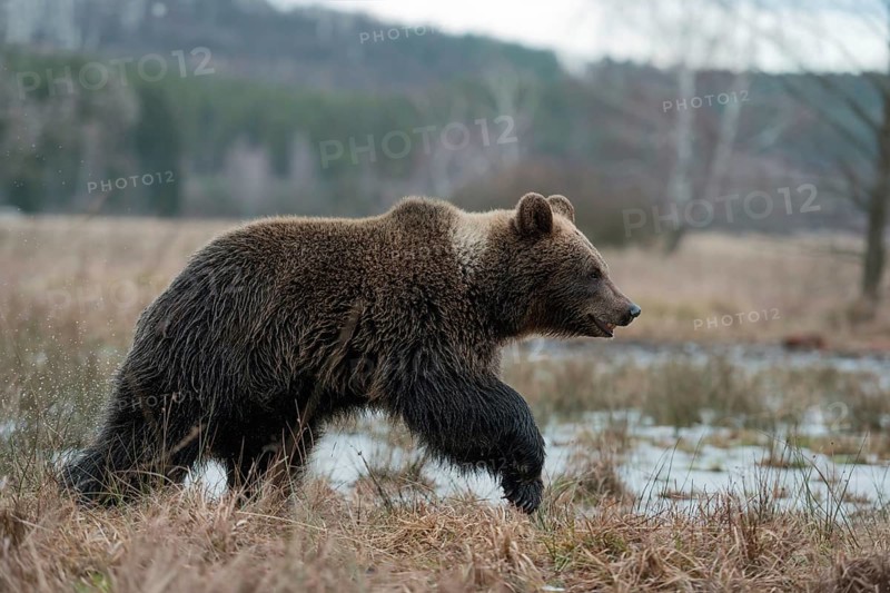Roaming... European brown bear (Ursus arctos), young bear running across an open area in late winter, early spring, marshland, beautiful powerful animal, nature