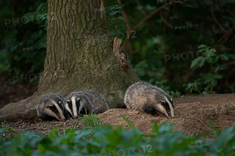 Siblings... European badger (Meles meles), young badgers playing at the edge of their den, the badger burrow, sniffing at the soil freshly ejected from the burrow entrances, badgers are martens and one of the predators in our native forests, nature on the Lower Rhine, North Rhine-Westphalia, Germany, Western Europe