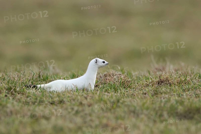 On the hunt... Ermine (Mustela erminea) in white winter fur on a pasture, meadow while hunting, native wildlife, nature, Sauerland, North Rhine-Westphalia, Germany