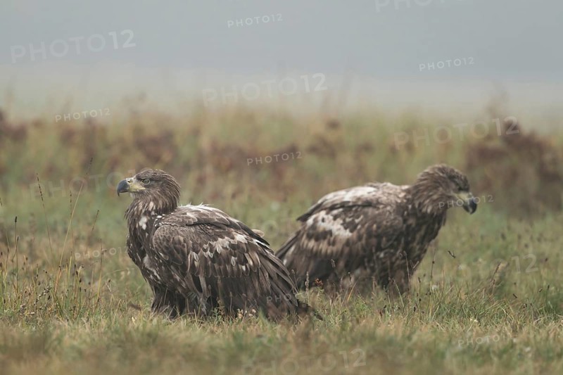 Meeting of the young... White-tailed eagle (Haliaeetus albicilla), two young, immature, not yet sexually mature eagles perching in a meadow early in the morning, natural environment, Poland, Eastern Europe