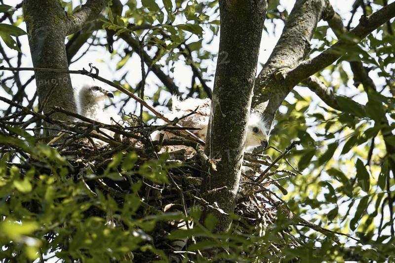 At the red kite nest... Red Kite (Milvus milvus), 2 young birds, nestlings in their nest in the treetops, North Rhine-Westphalia, Germany, Western Europe