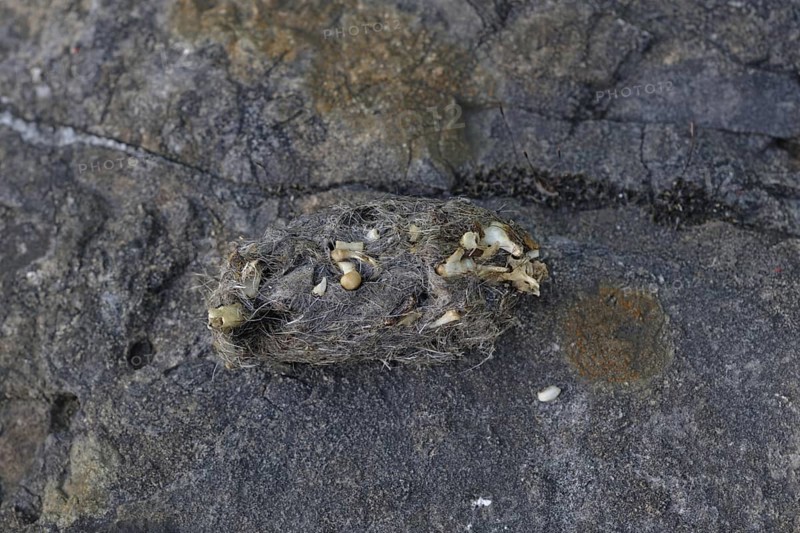 Pellets of an owl... European eagle owl (Bubo bubo), droppings, undigested food remains that are regurgitated, bones and hair of various prey, provides information about diet, North Rhine-Westphalia, Germany, Western Europe