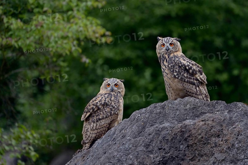 Late evening in the quarry... European eagle owl (Bubo bubo), two young eagle owls sitting on a large boulder, looking into the night, crepuscular and nocturnal owls, largest native owl, Lower Rhine, North Rhine-Westphalia, Germany, Western Europe