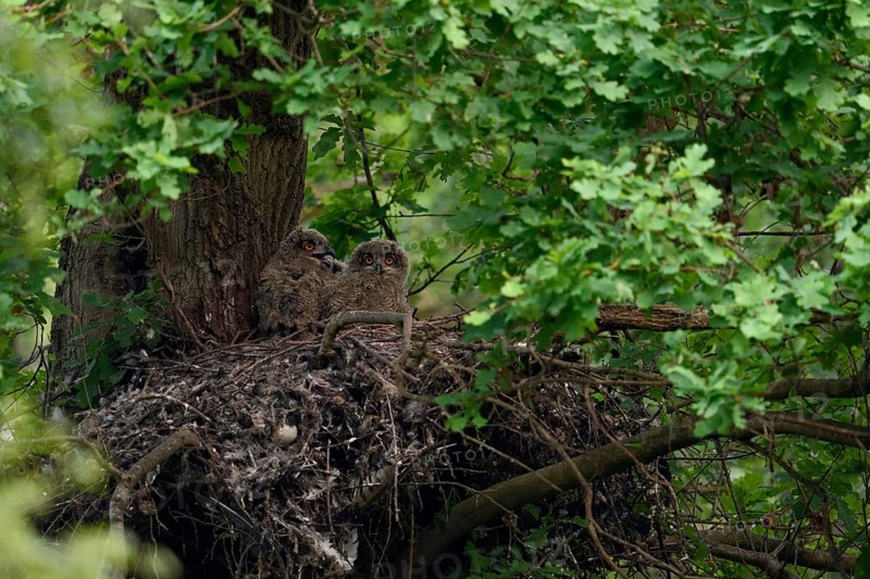 At nightfall... European eagle owl (Bubo bubo), young birds in their nest on an old hawk nest, North Rhine-Westphalia, Germany, Western Europe