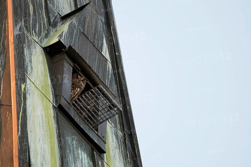 In the church tower... European eagle owls (Bubo bubo), pair of eagle owls, owls nesting in a nesting aid on a church in the centre of the city, both looking out, Lower Rhine, North Rhine-Westphalia, Germany, Western Europe