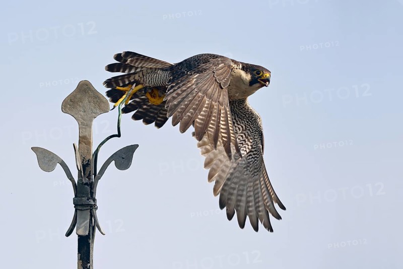 Encouraging development... Peregrine falcon (Falco peregrinus) flying from a church spire, nesting aids have created new breeding sites for peregrine falcons, so that the population has been able to recover almost everywhere, Lower Rhine, North Rhine-Westphalia, Germany, Western Europe