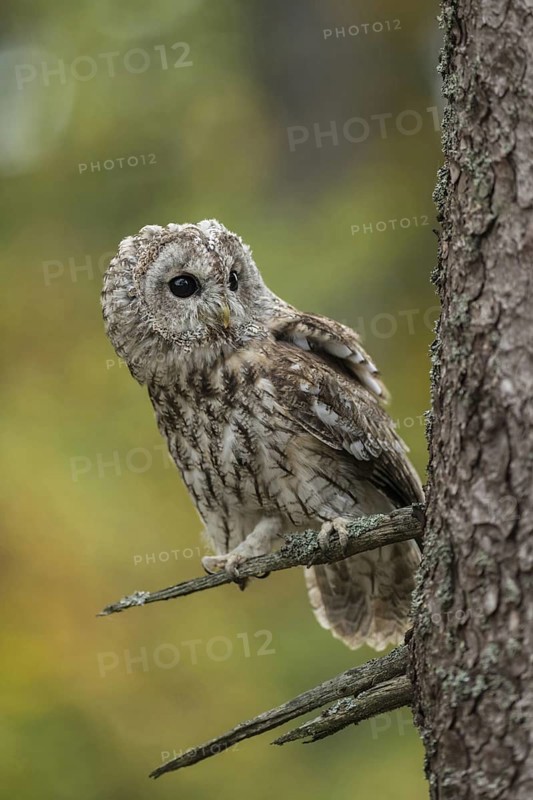 Attentive look to the side... Tawny owl (Strix aluco), sitting on the side branch of a conifer, looking watchfully, curiously around the trunk, clear picture in beautiful autumnal or summer colours, golden October, Germany, Western Europe