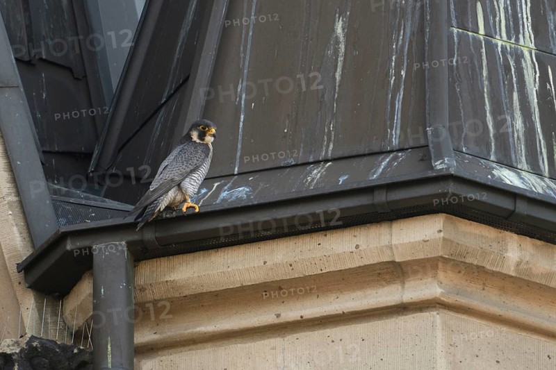 The tercel... Peregrine falcon (Falco peregrinus), male falcon on the roof of a church, typical, frequently observed situation, Lower Rhine, North Rhine-Westphalia, Germany, Western Europe