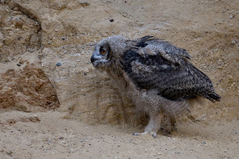 Stroller... European Eagle Owl (Bubo bubo), infantryman, young bird, branchling explores bored the closer environment around the breeding place, funny animal pictures, Germany, North Rhine-Westphalia, Western Europe
