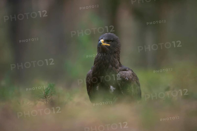Rare vagrant in Europe... Steppe eagle (Aquila nipalensis), large dark bird of prey of the eagle genus, actual home deep in the east, in the steppes of Russia and parts of Asia