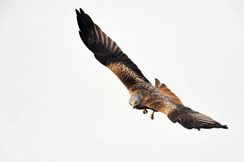 Spectacular flyer... Red kite (Milvus milvus), certainly one of the most beautiful native birds of prey, endangered species everywhere, North Rhine-Westphalia, Germany, Western Europe