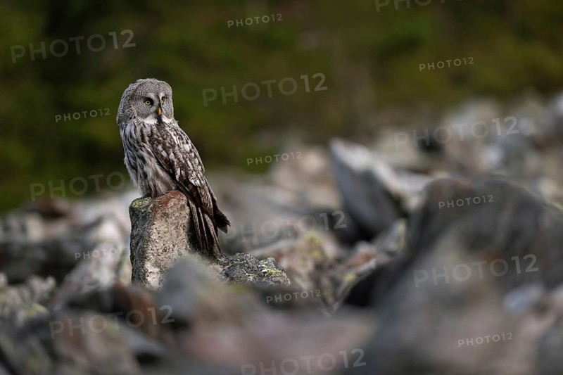 In a scree field... Bearded Owl (Strix nebulosa) in its natural environment, sitting exposed on a stone in a scree field at the edge of a forest, Scandinavia, Finland, Sweden, Northern Europe