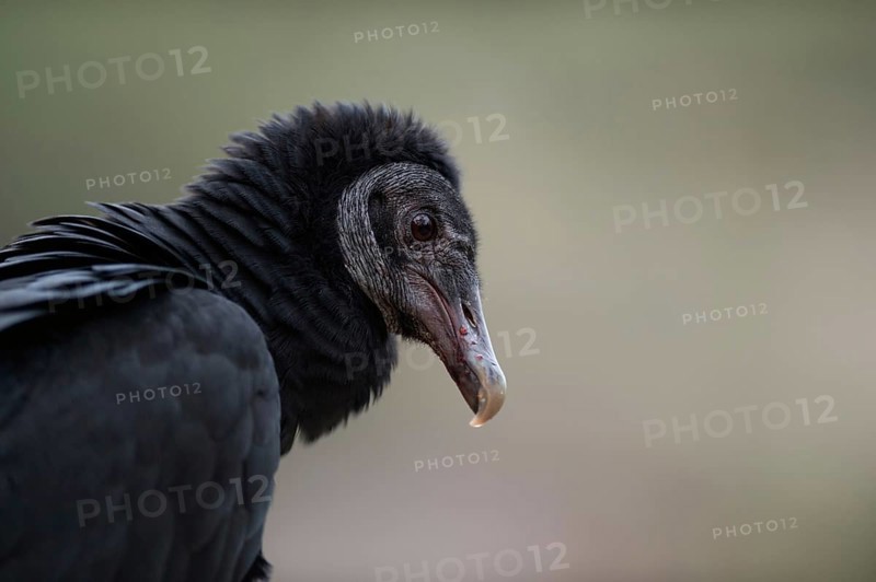 Scavenger... Raven vulture (Coragyps atratus), head portrait, detailed close-up, American, relatively small vulture, sociable species, often shown in western films, America