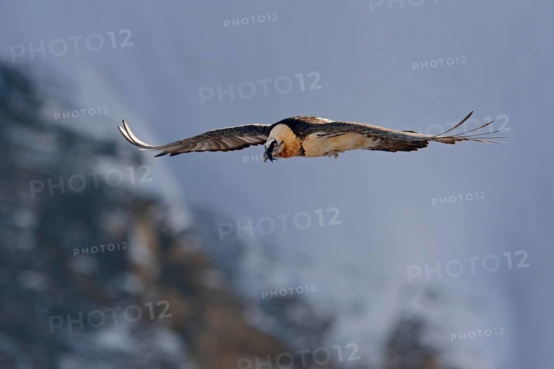 In the last light... Bearded vulture (Gypaetus barbatus), in flight, largest bird native to the Alps, bird of prey, flying vulture uses thermals in front of a steep rock face for its energy-saving gliding flight, gliding flight, Valais, Switzerland, Western Europe