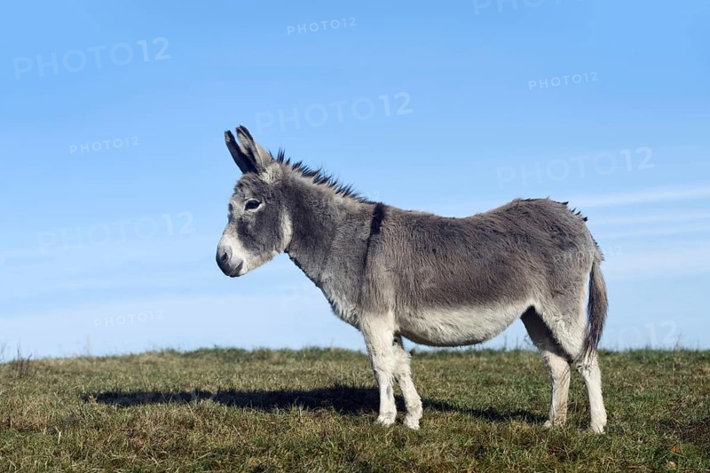 Grey donkey... Donkey (Equus asinus), domestic donkey, also suitable for herd protection against wolves or as a therapy donkey for animal-assisted therapies, North Rhine-Westphalia, Germany, Western Europe
