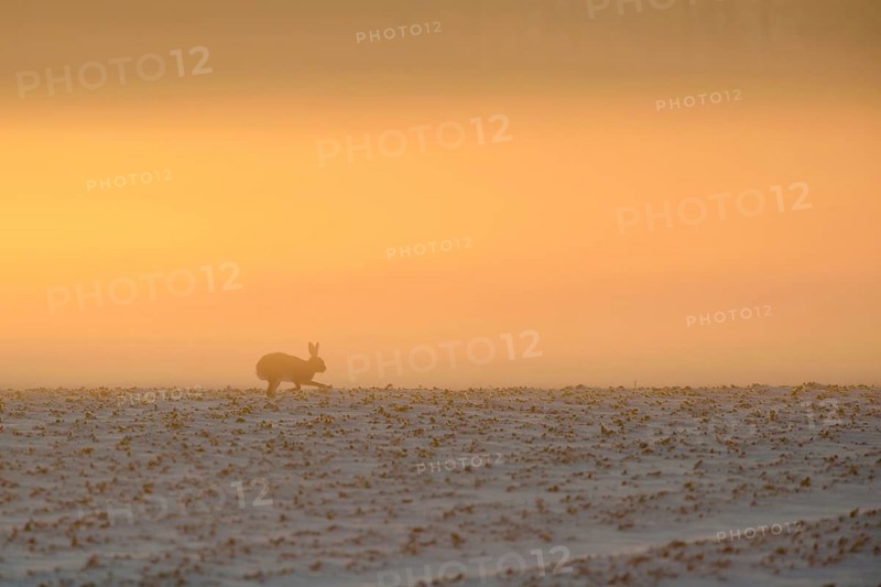 Atmospheric... European hare (Lepus europaeus) in winter, running against the light across a snow-covered field, atmospheric shot in the early morning in light fog, wildlife, North Rhine-Westphalia, Germany, Western Europe