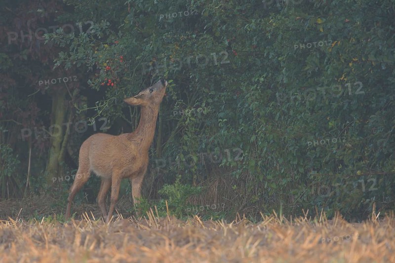 Young leaves and buds... Roe deer (Capreolus capreolus), young roebuck eating from a hedge in light morning mist, autumn mood, Lower Rhine, Rhine district Neuss, North Rhine-Westphalia, Germany, Western Europe