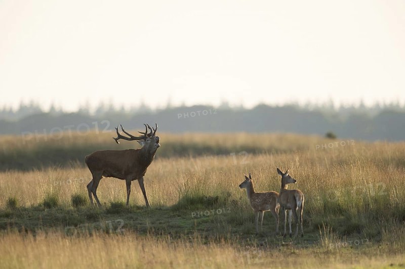 A stag, a red deer, a young animal... Red deer (Cervus elaphus) during the rutting season in late summer in a wide grassy steppe, Veluwe, Gelderland, Netherlands, Holland, Western Europe