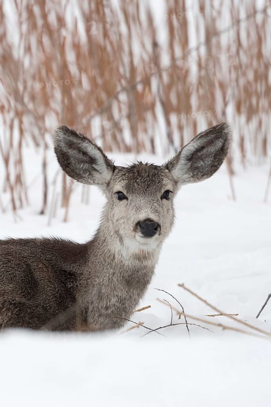 Sail ears... Mule deer (Odocoileus hemionus), a common deer in western North America, conspicuous and characteristic are the large protruding ears, looks funny, series of funny animals, Yellowstone, Wyoming, North America, United States of America