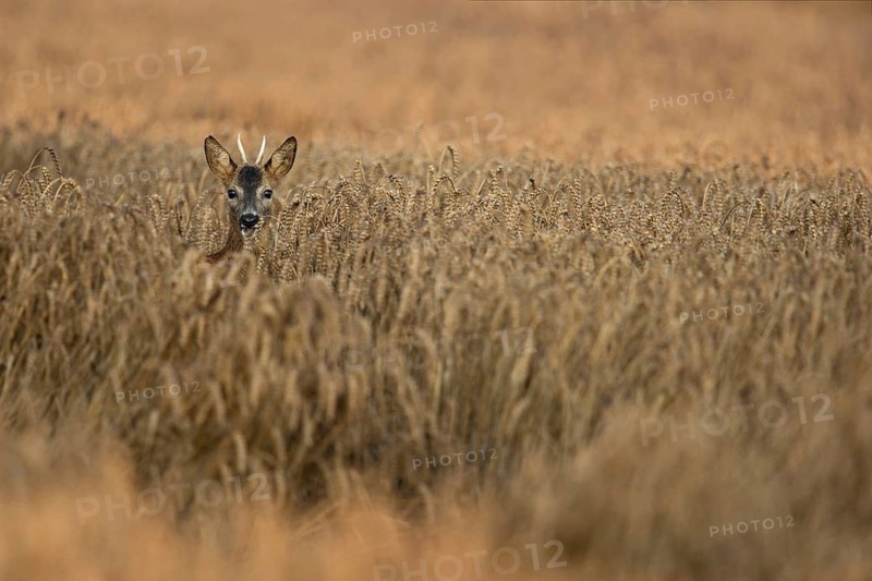 At the grazing... Roe deer (Capreolus capreolus), young roebuck standing in golden ripe grain, eating, looking into the camera, wildlife, Lower Rhine, Rhine district Neuss, North Rhine-Westphalia, Germany, Western Europe