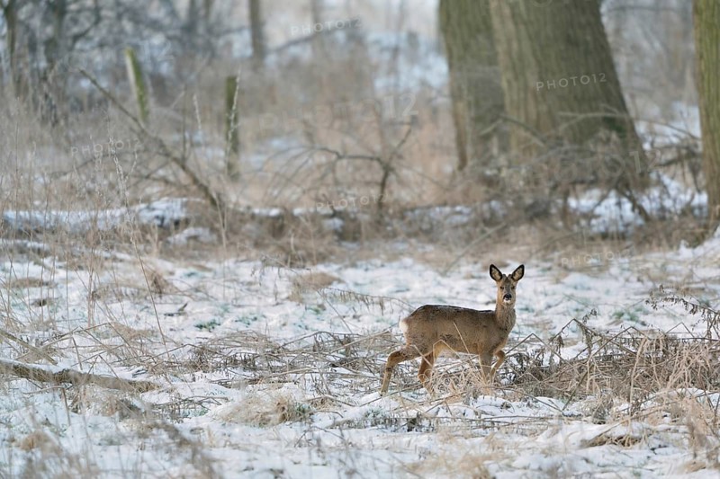 In the quarry forest... Roe deer (Capreolus capreolus), roebuck with shed antlers in winter in the snow in the natural environment of the Rhine floodplains, Lower Rhine, Rhine district of Neuss, North Rhine-Westphalia, Germany, Western Europe
