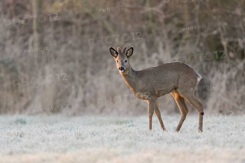 Roe deer, roebuck (Capreolus capreolus) in winter, winter coat, velvet antlers, standing at the edge of the forest at sunrise on a snow-covered frosty meadow, eyes, secures, native wildlife, wildlilfe, Germany, Europe, Meerbusch, Lower Rhine, North Rhine-Westphalia, Western Europe