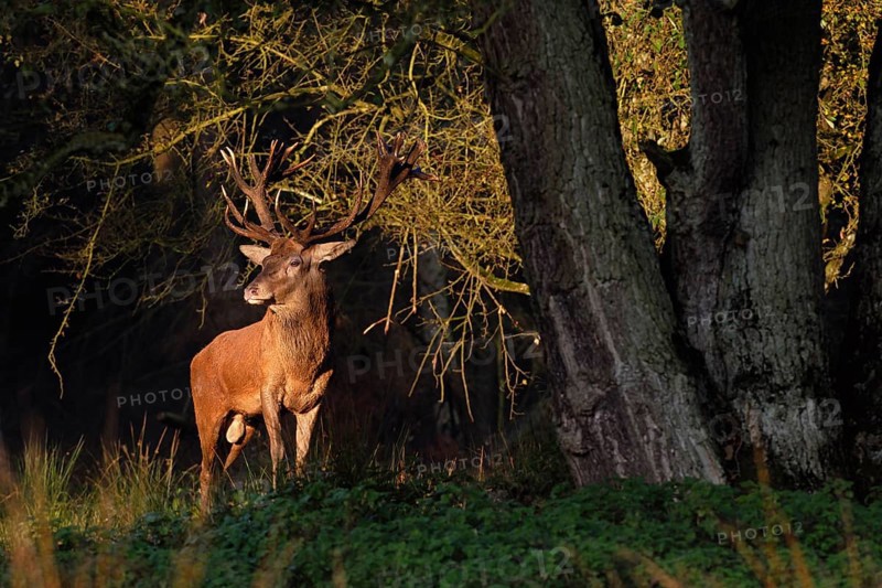 In the first light... Red deer (Cervus elaphus), noble stag stands at the edge of the forest in the first light of day, looks around in front of leaving the protective forest, light spot directs the view to the majestic animal, North Rhine-Westphalia, Germany, Western Europe