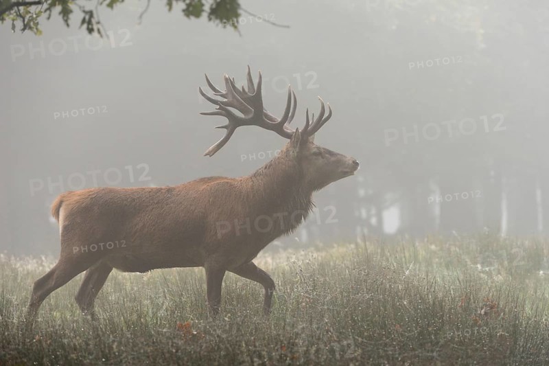 In the early morning mist... Red deer (Cervus elaphus), capital stag moving through dewy grass across a clearing in the forest early in the morning in late summer, North Rhine-Westphalia, Germany, Western Europe