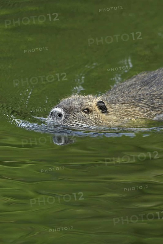 Good swimmers... Nutria (Myocastor coypus) swimming through a body of water, robust, invasive, undesirable animal species in Europe, neozoon, Lower Rhine, Rhine district of Neuss, North Rhine-Westphalia, Germany, Western Europe